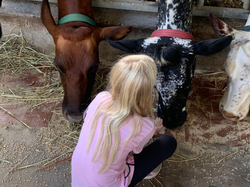 Girl feeding cows